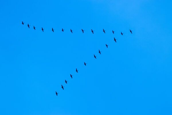 A wedge of cranes flying away to warmer climes. Teamworking, leadership concept. Copy space